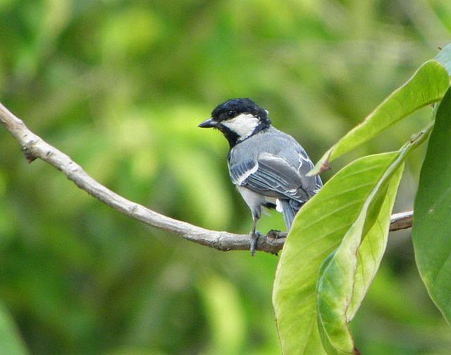  BURUNG  GELATIK  ANTARA GELATIK  BATU  DENGAN GELATIK  JAWA