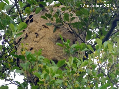 Avispa asiática (Vespa velutina nigrithorax) I parte 