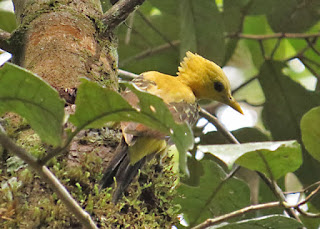 Cream-colored Woodpecker