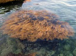 alga