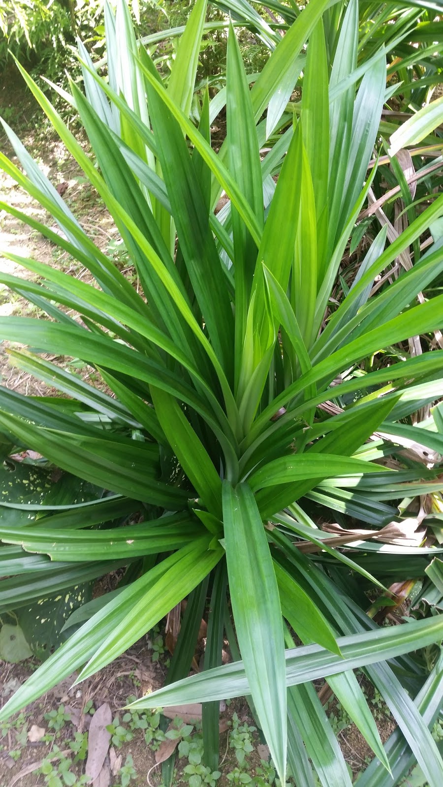 Warisan Petani: Pokok Pandan Wangi