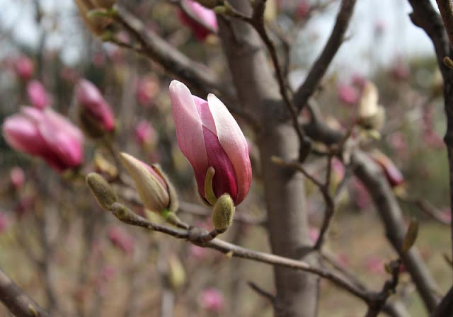 Magnolia Flower Pictures