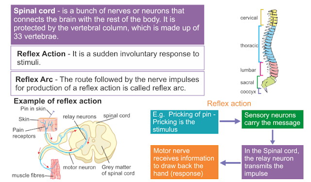 NCERT & SEBA SCIENCE CLASS X SOLUTION