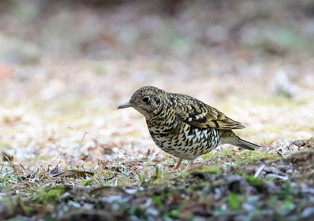 Zoothera aurea