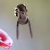 MA - a Rufous Hummingbird in Millers Falls