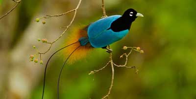 Blue Bird of paradise