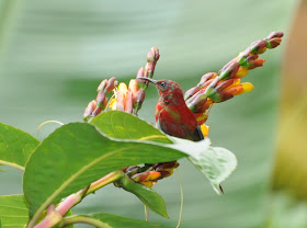 Temminck's Sunbird (Aethopyga temminckii)