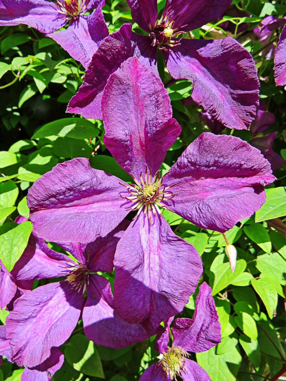 BloggerImage