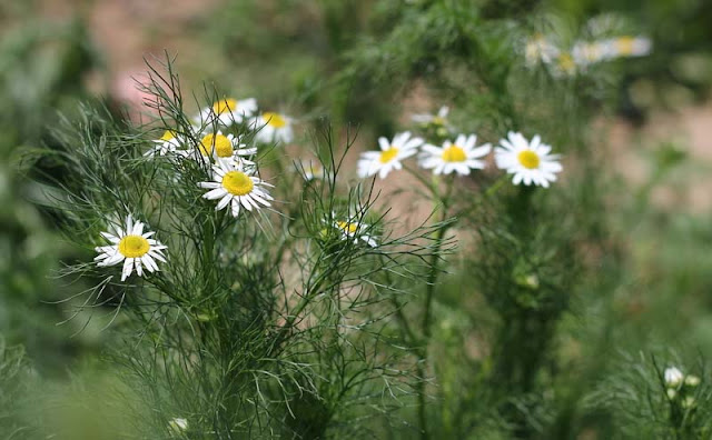 Mayweed Flowers Pictures