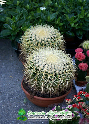 cactus redondos y espinosos