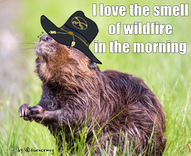 Beaver with air cavalry hat says:"I love the smell of wildfires in the morning" (by @sciencemug)