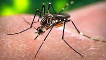 ماهو فيروس زيكا Zika virus