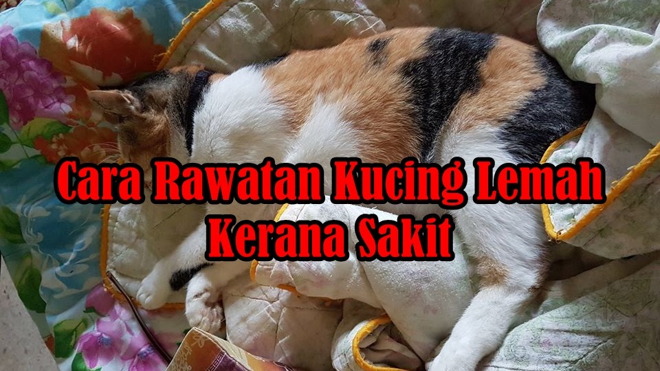 Cara Merawat Kucing Lemah