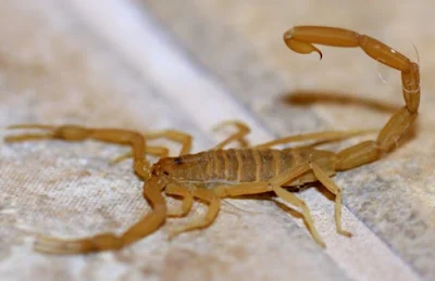 scorpion control services