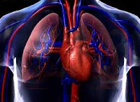 Sistema Cardiorrespiratório
