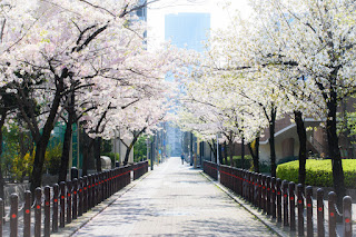 月島　桜