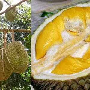 Bibit Durian Kuning Emas