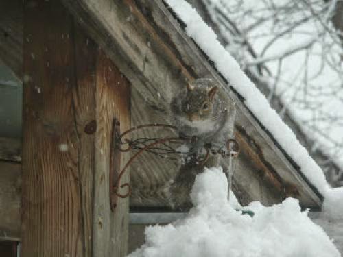Squirrels Snow Birthdays Fairies Oz My Giveaway And A Bride Too