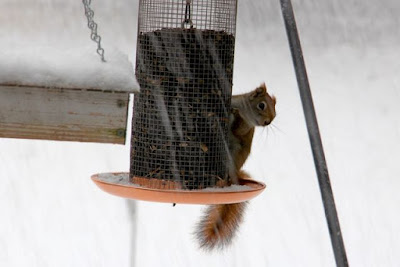 red squirrel at Winter feeder