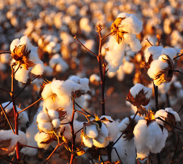 Cotton plant