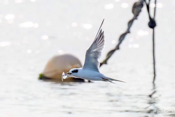 Forster's tern