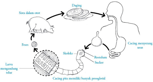 Siklus hidup Taenia solium