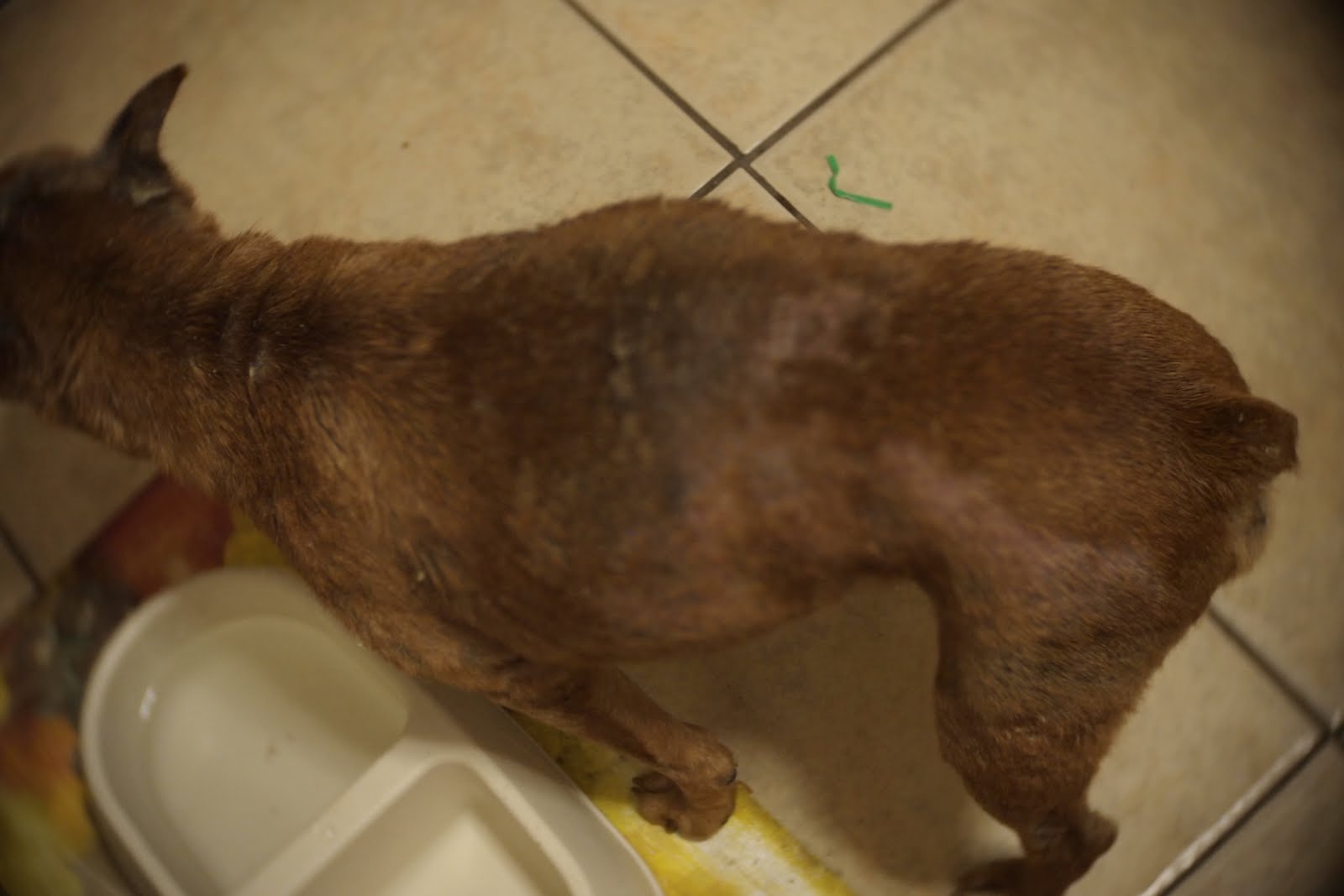 Fundraiser by Korbin Parada : Help "Harry" the dog with mange