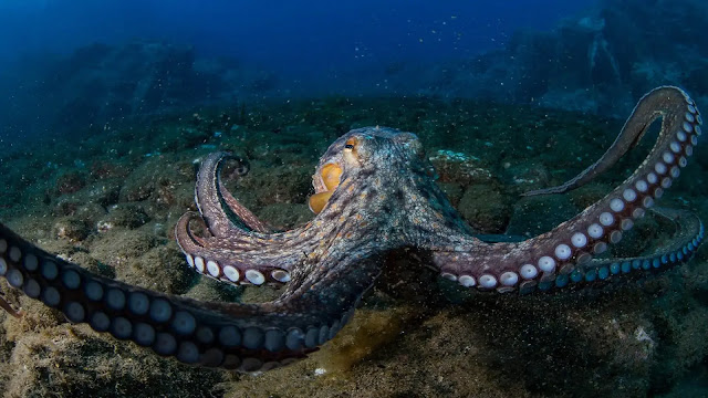 Octopuses