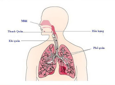 Viêm khí quản