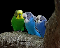 Parrot-Wallpapers-0109