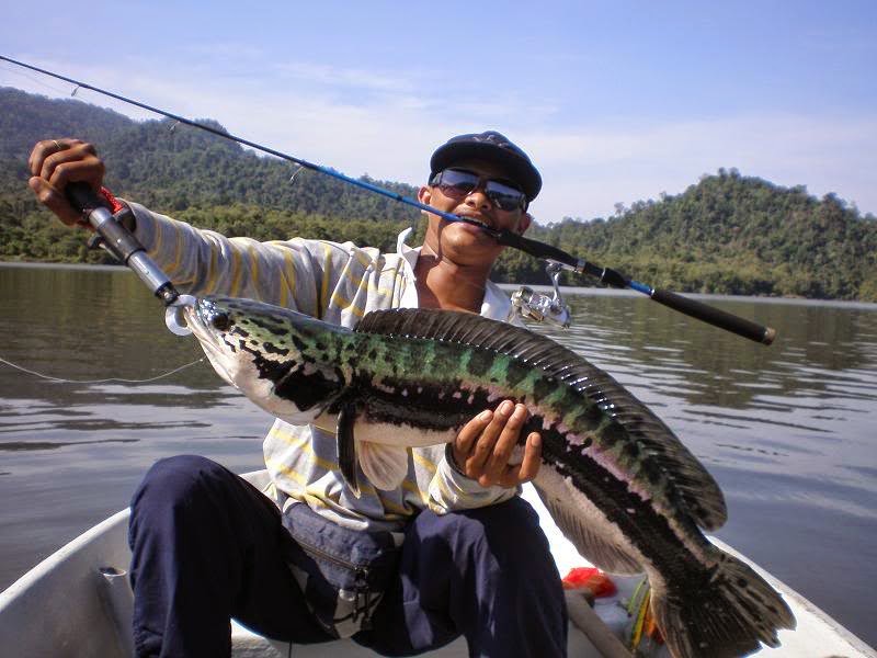 Trik Cara Memancing Ikan Gabus