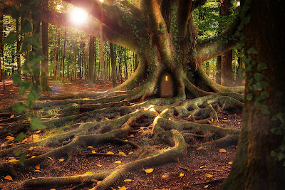 bosques, imágenes de bosques, el bosque