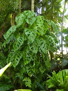 Na natureza, a monstera utiliza o caule das árvores apenas para sua sustentação ascendente, possui raízes aéreas grossas que absorvem umidade e nutrientes.