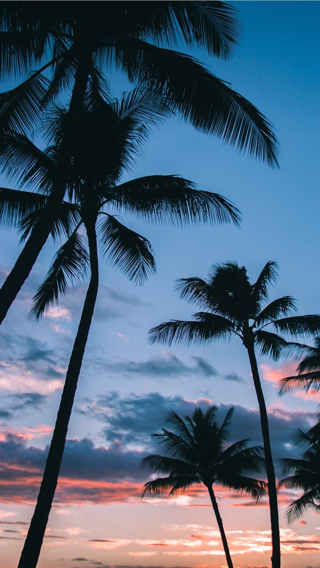 Palm Trees in Paradise