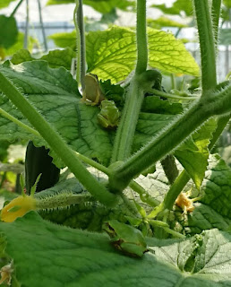 【20190728】キュウリの上のカエル