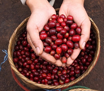 Giá cà phê tại tỉnh ĐắkLắk đang dao động mức 36.600 – 36.700 đồng/kg