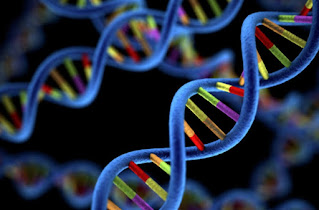 Artikel, Variasi Genetik, Variasi Genetik Adalah, Timbulnya Variasi Genetik, Peran Variasi Genetik