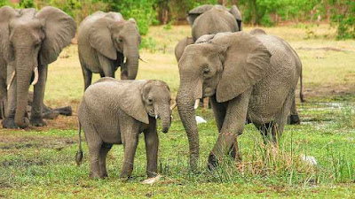 Elephant - Back Safaris In South Africa