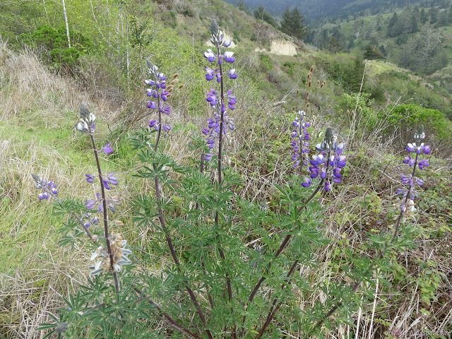 purple flowers