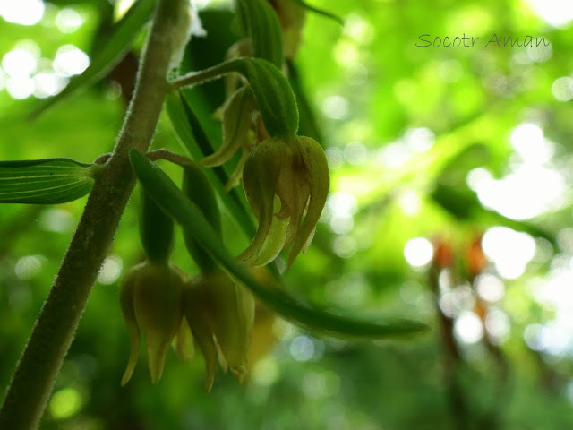 Epipactis papillosa