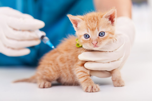 Veterinary Vaccines Market