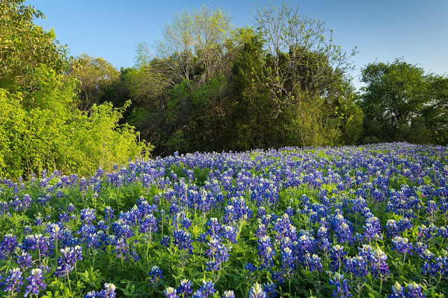 Woodway Park Bluebonnets