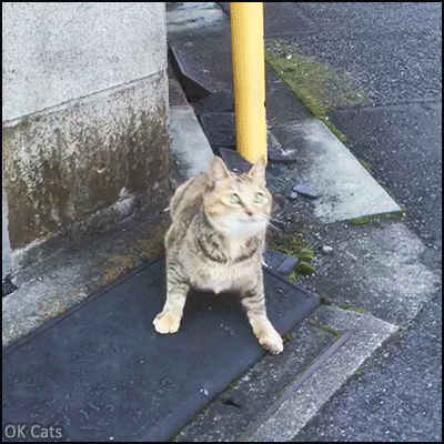 Funny Cat GIF • Feral Cat is very playful, bobbing his head like crazy in order to catch the blue ribbon [ok-cats.com]