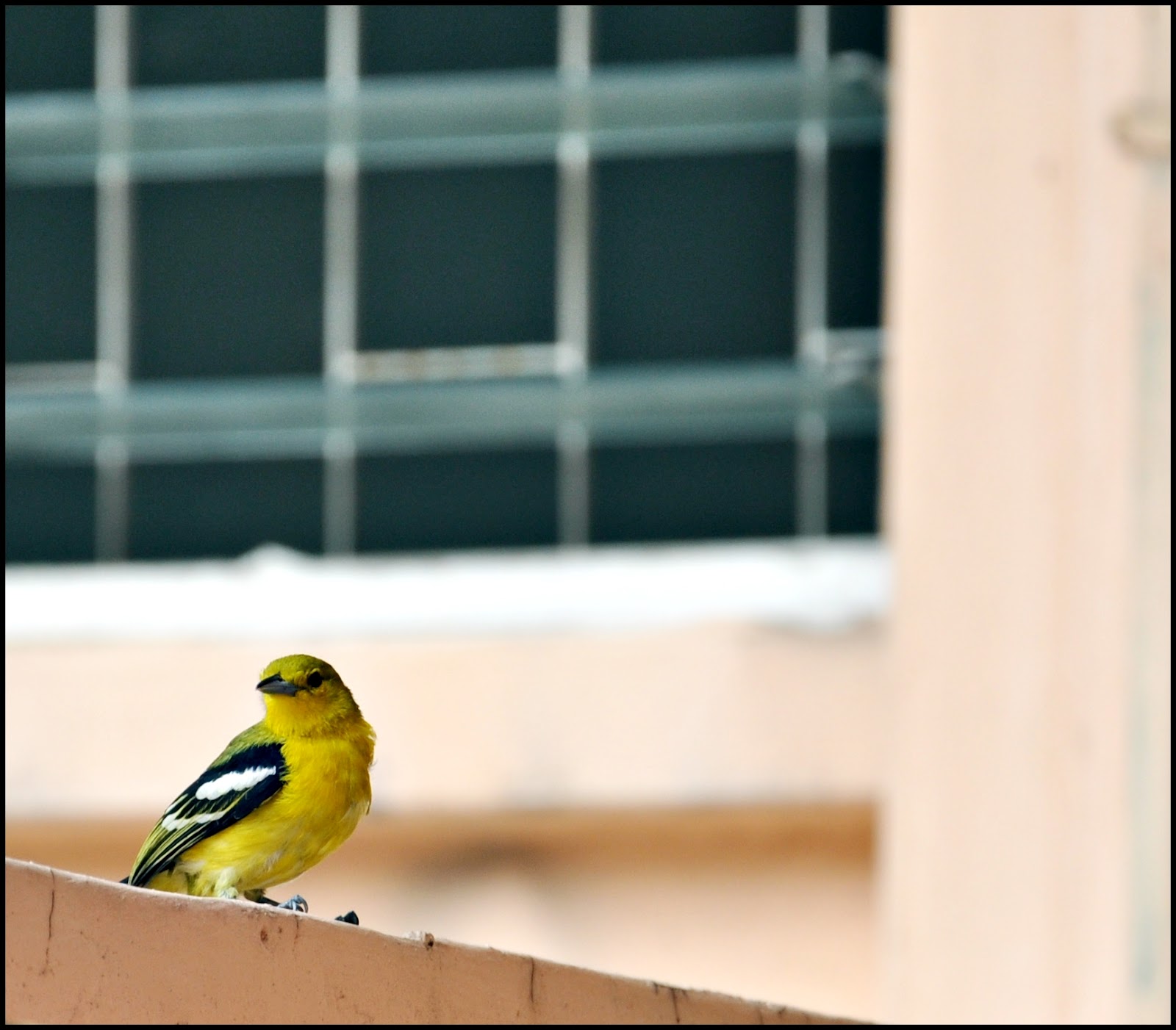 Sinar Kehidupan: Burung kuning