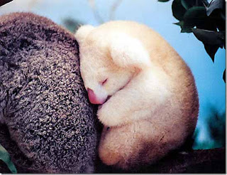 Bayi Koala Lucu Tidur