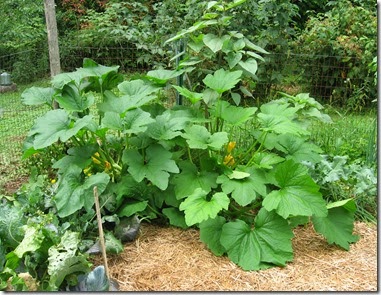 zucchini1