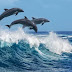  Τα δελφίνια σχηματίζουν τις μεγαλύτερες... παρέες, μετά τους ανθρώπους, για να κάνουν φλερτ!