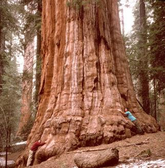 https://www.monumentaltrees.com/im/giantsequoia/sequoia1.jpg