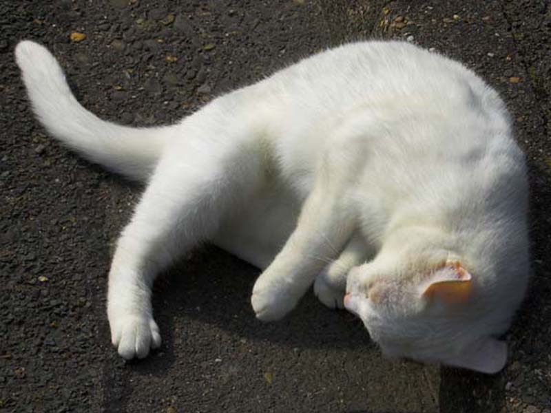  Kucing  Putih dan Mitos yang menyelimutinya Kucing  gue