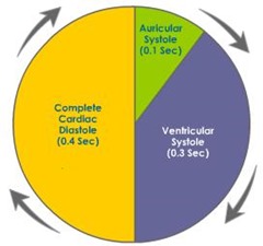 cardiac-cycle